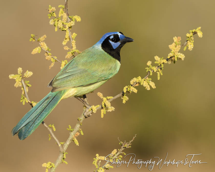 Green Jay on colorful perch 20170201 191606