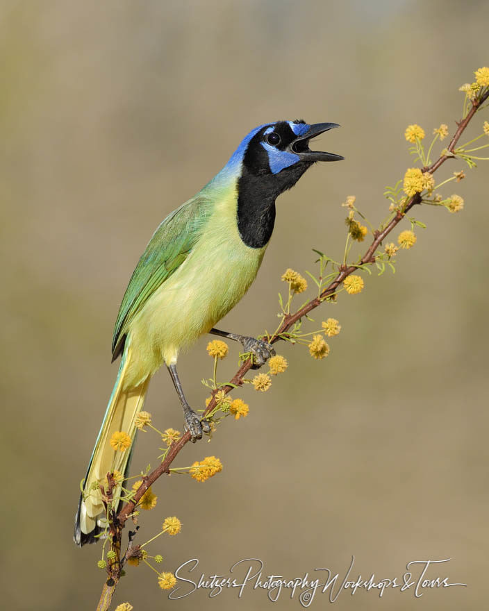 Green Jay on yellow flowers