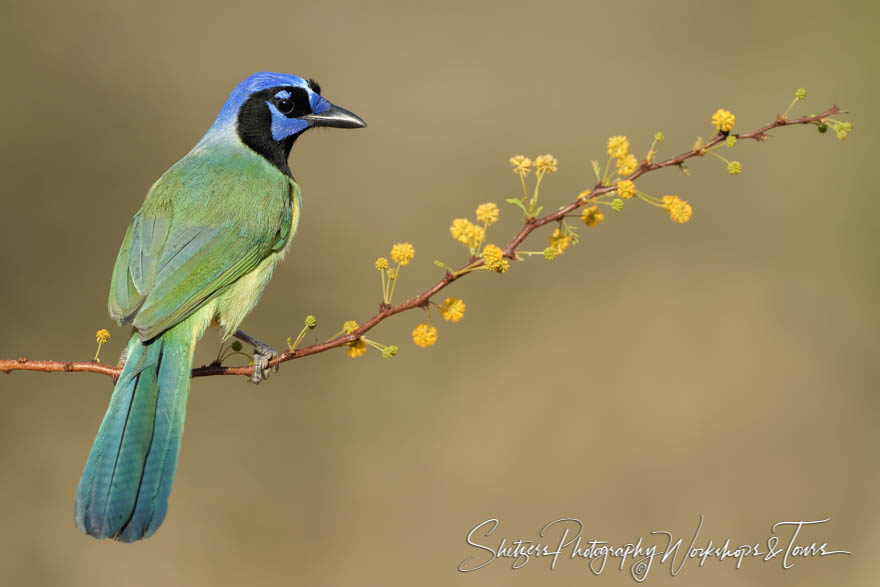 Green Jay on yellow perch