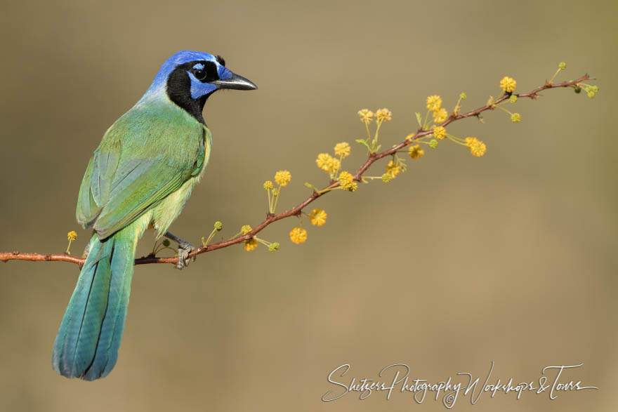 Green Jay on yellow perch 20170201 105715