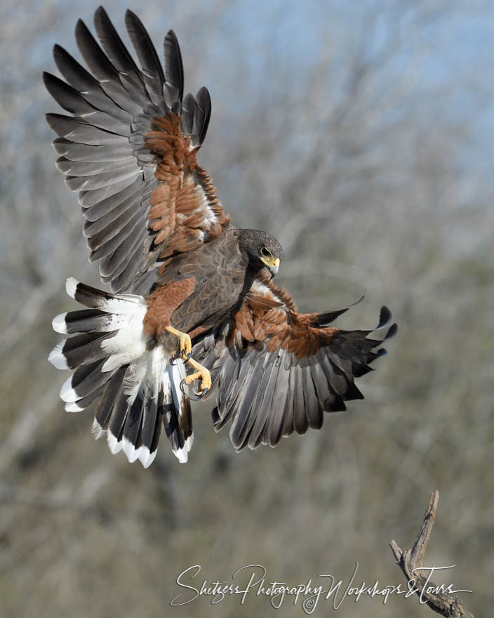 Harris’s Hawk landing