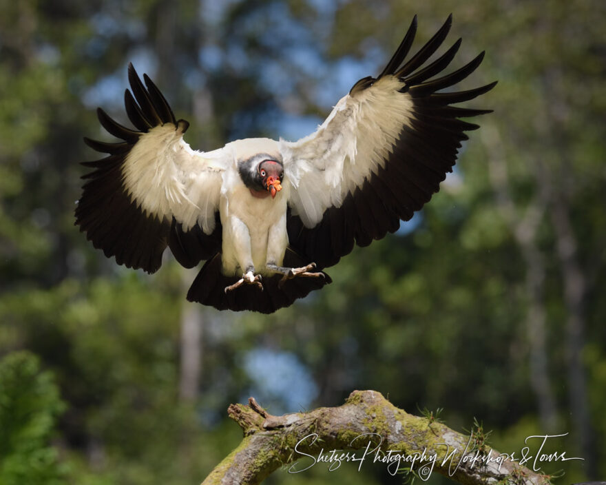 J King Vulture Flying in