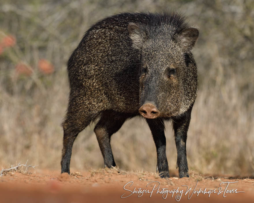 Javelina