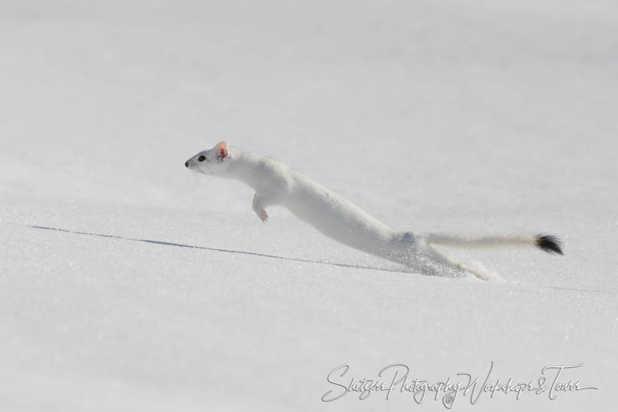 Jumping Ermine in Yellowstone Winter