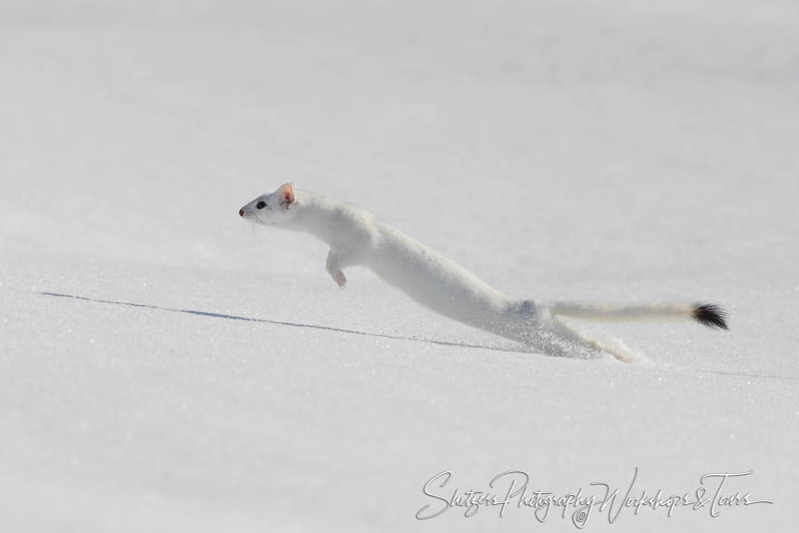 Jumping Ermine in Yellowstone Winter 20180110 142131