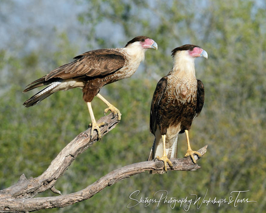 Juvenile Crested Caracara