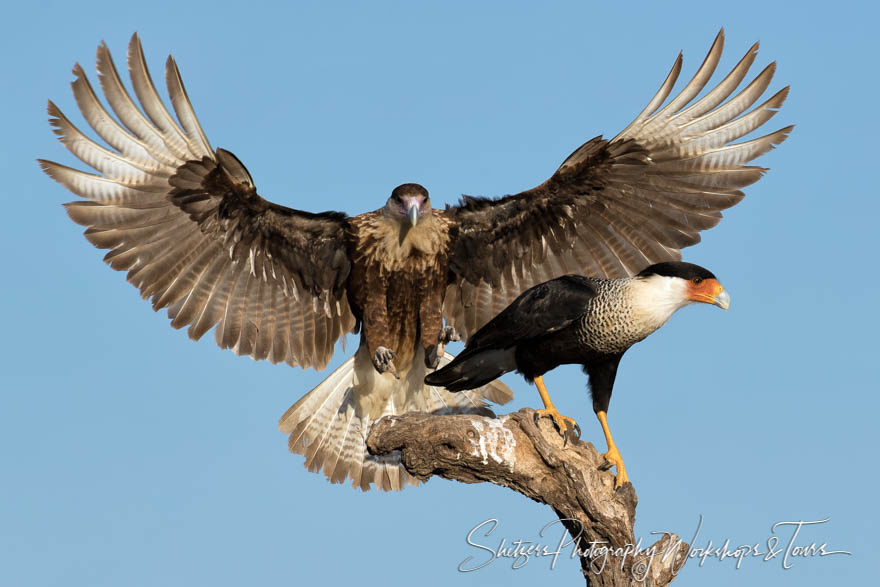 Juvenile and Adult Crested Caracara