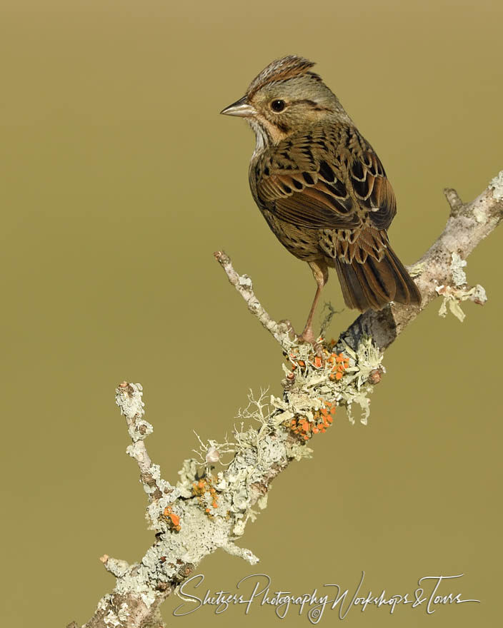 Lincoln’s Sparrow on mossy perch