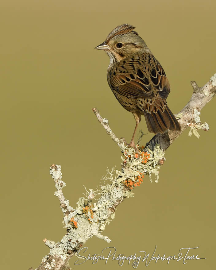 Lincolns Sparrow on mossy perch 20170130 191107