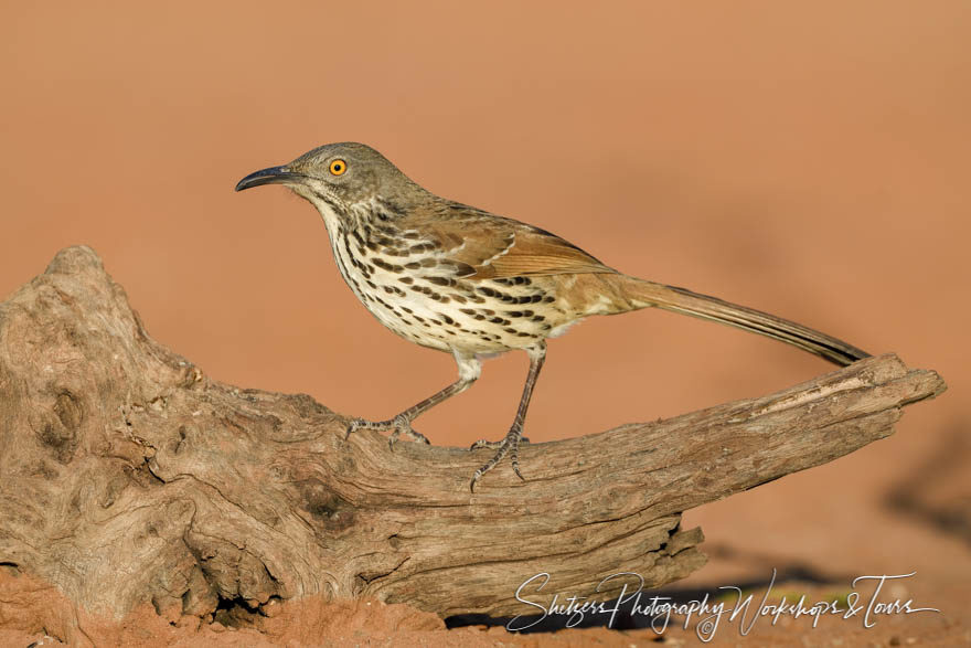 Long-billed Thrasher on bent log