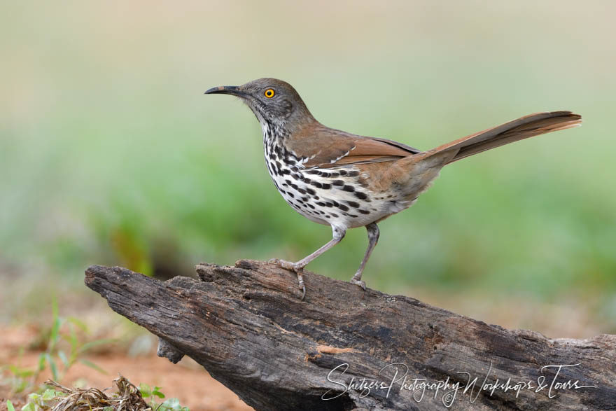 Long-billed thrasher Closeup