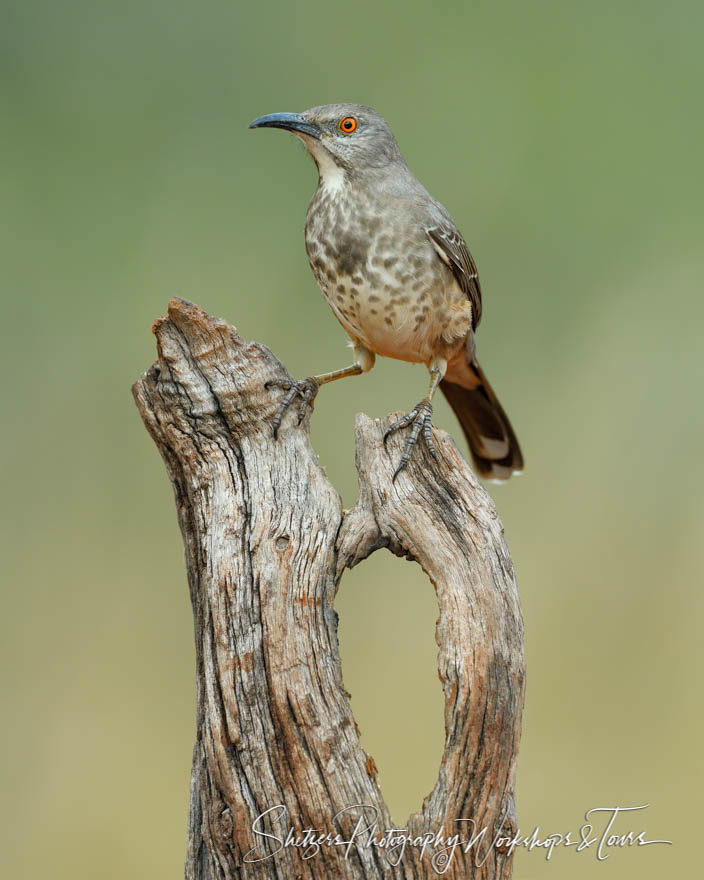 Long-billed thrasher – South Texas Songbird