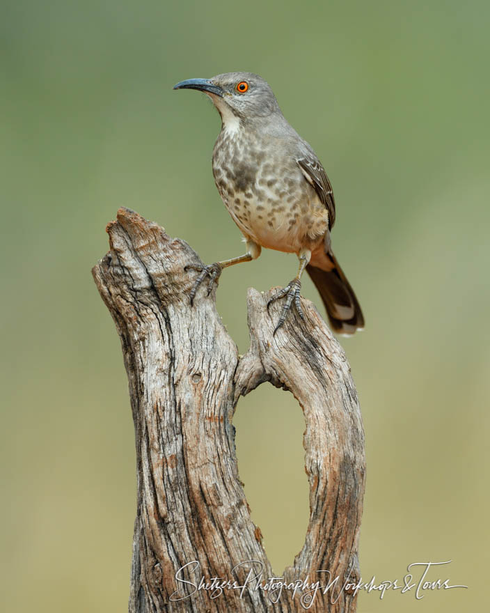 Long billed thrasher South Texas Songbird 20180215 083216