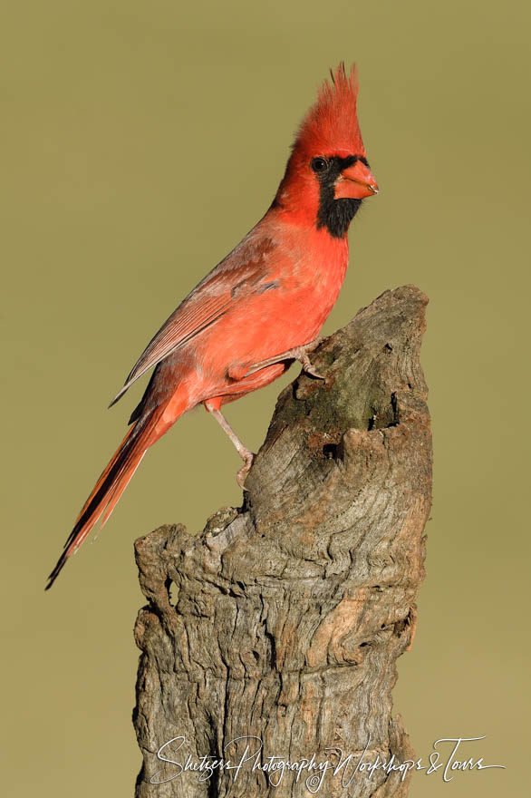 Male Northern Cardinal stands on log
