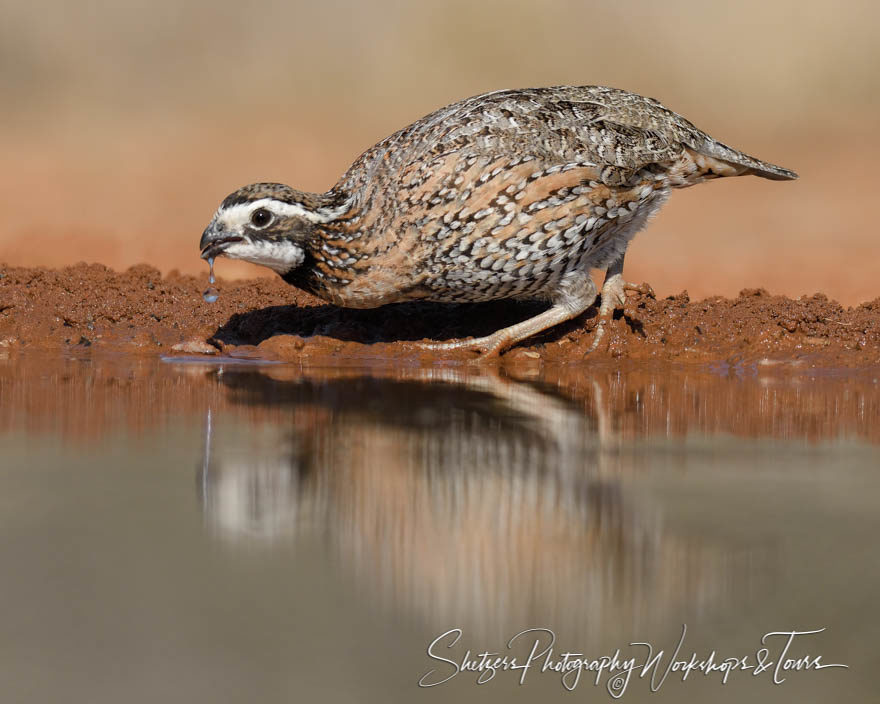 Northern Bobwhite Quail drinking from watering hole