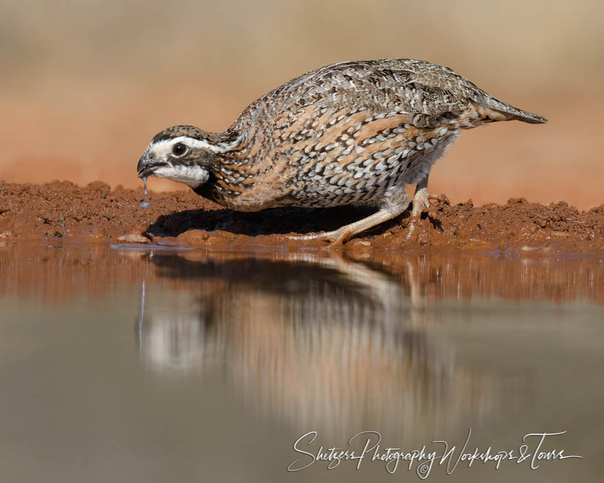 Northern Bobwhite Quail drinking from watering hole 20170201 101848