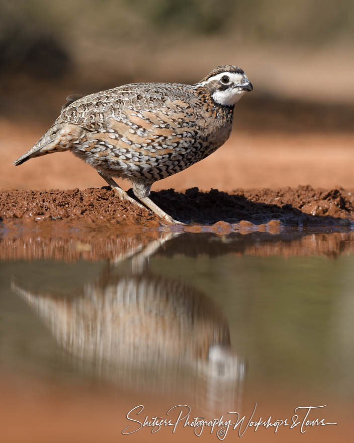 Northern Bobwhite Quail with reflection