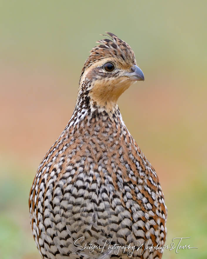 Northern Bobwhite – South Texas Quail