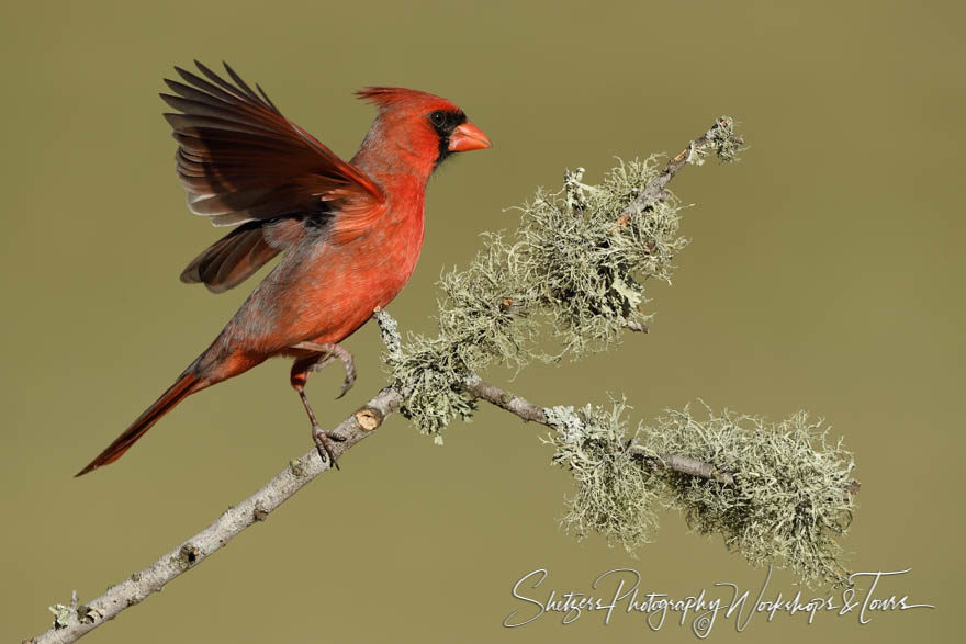 Northern Cardinal climbing mossy twig