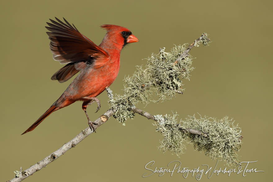 Northern Cardinal climbing mossy twig 20170130 181300