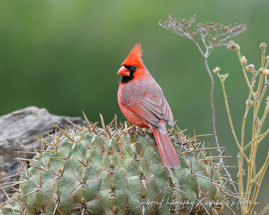 Northern Cardinal of South Texas