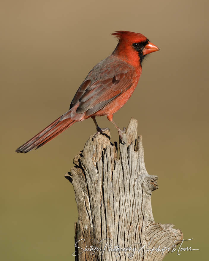 Northern Cardinal stands on log