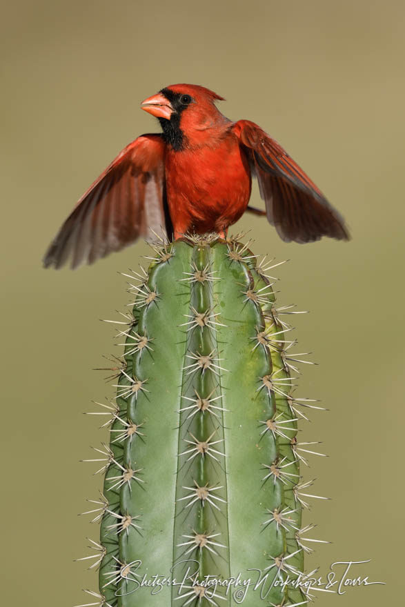 Northern Cardinal with wings open