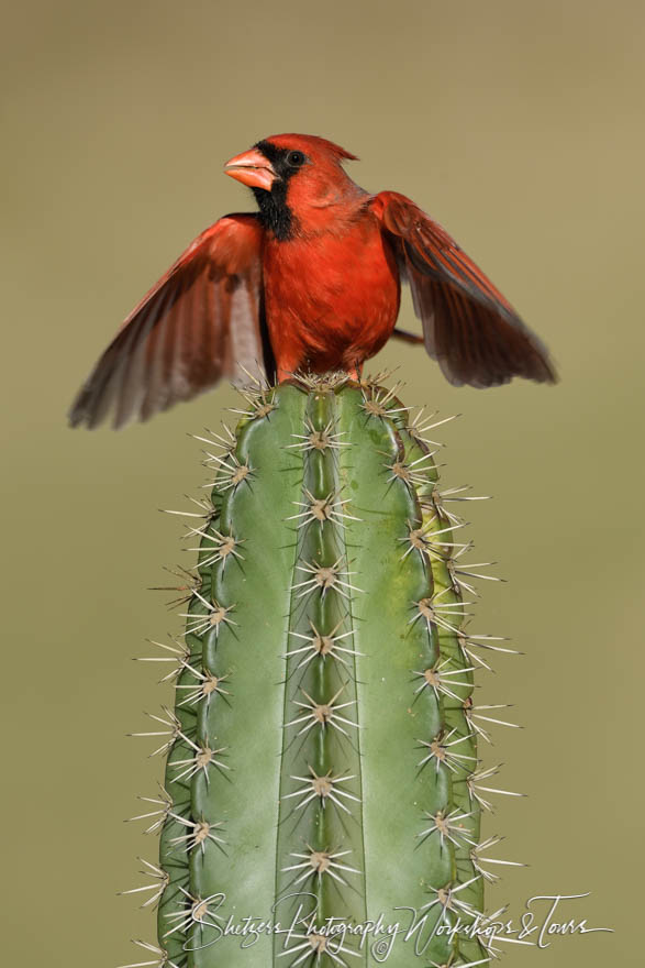 Northern Cardinal with wings open 20170130 181243