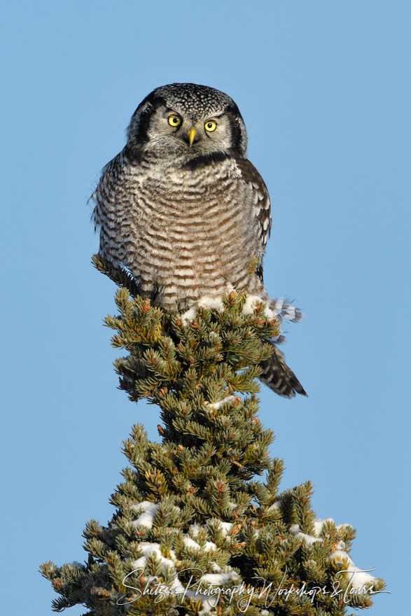 Northern Hawk Owl perched