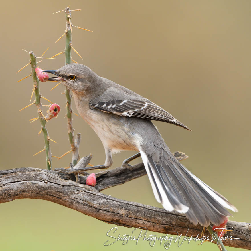 Northern Mockingbird Eating and Picking Fruit