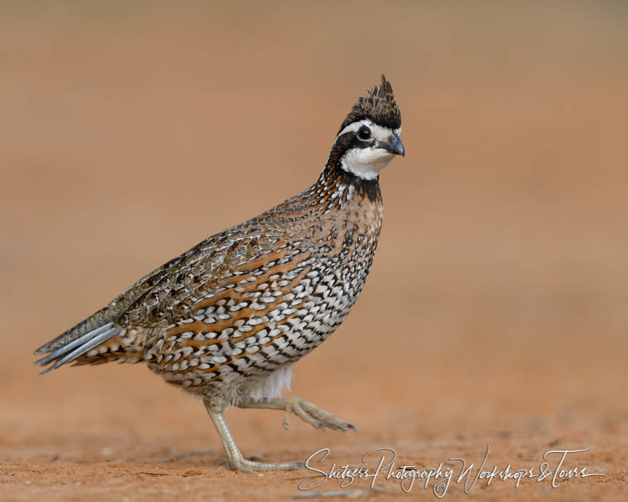 Northern bobwhite of South Texas