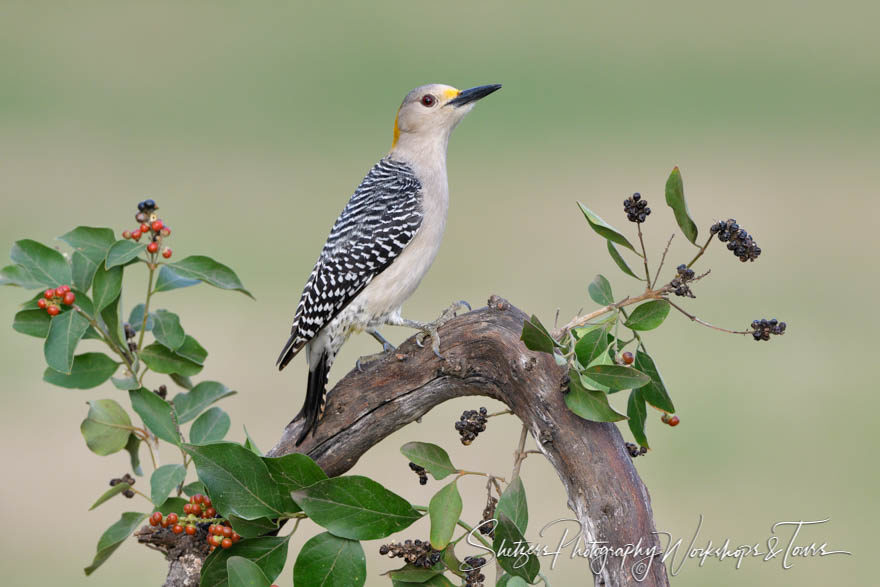 Picturesque Golden-fronted Woodpecker