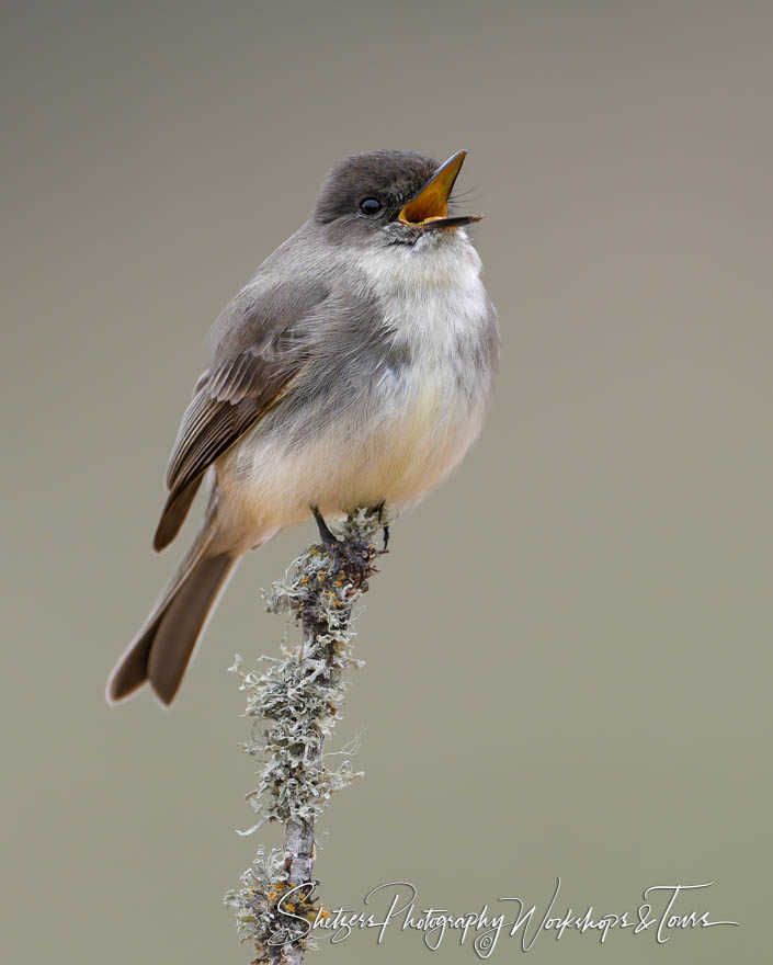 Singing Eastern Phoebe