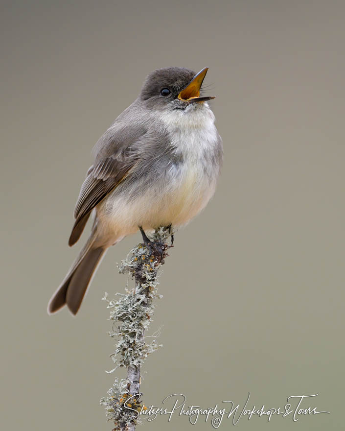 Singing Eastern Phoebe 20180212 090430