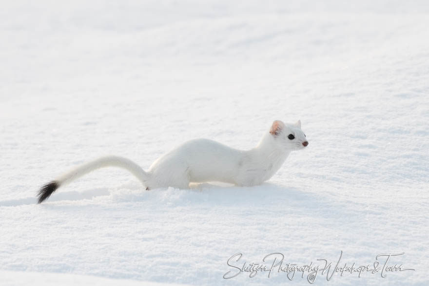 Slender Stoat and White Coat