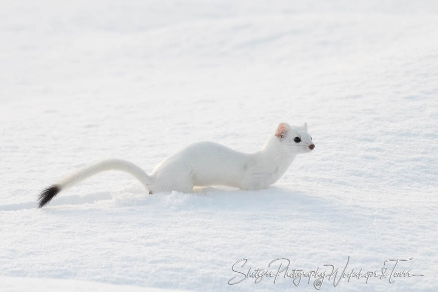 Slender Stoat and White Coat 20180110 143112