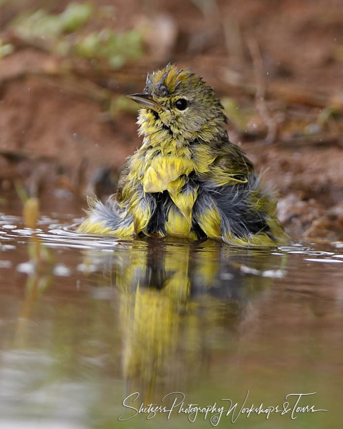 Splashing Orange-crowned Warbler