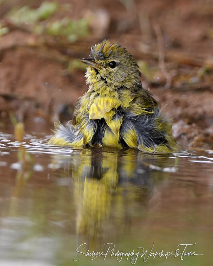 Splashing Orange crowned Warbler 20180214 091319