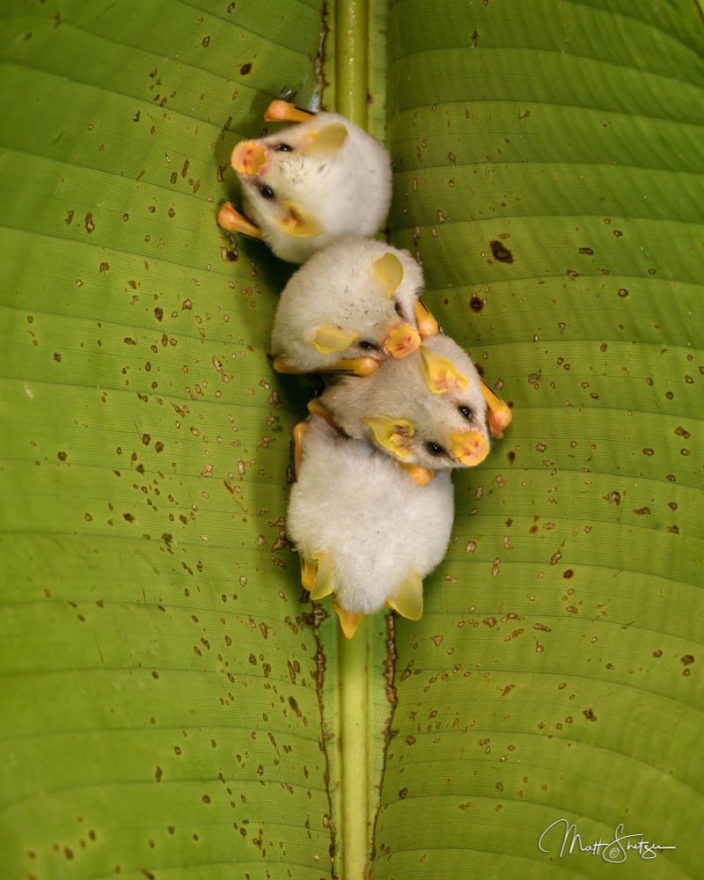 T Cute Honduran White Bats