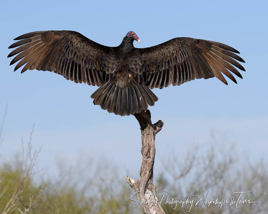 Turkey Vulture with wings open