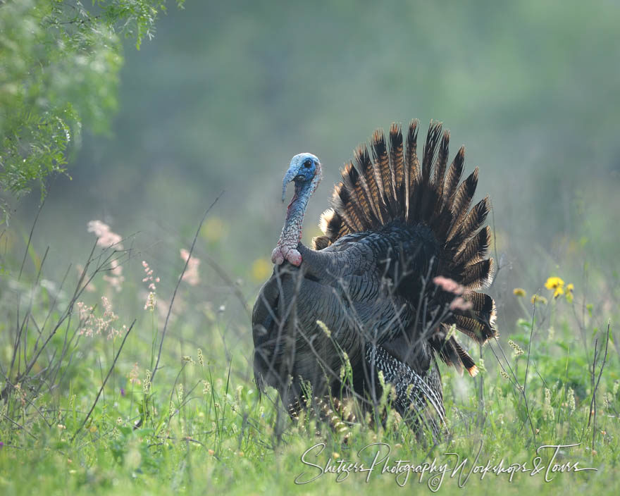 Wild Turkey with feathers up
