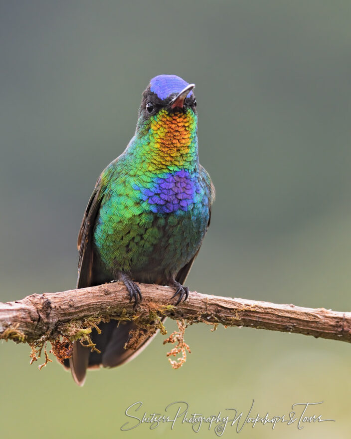 B Fiery Throated Hummingbird on a Branch