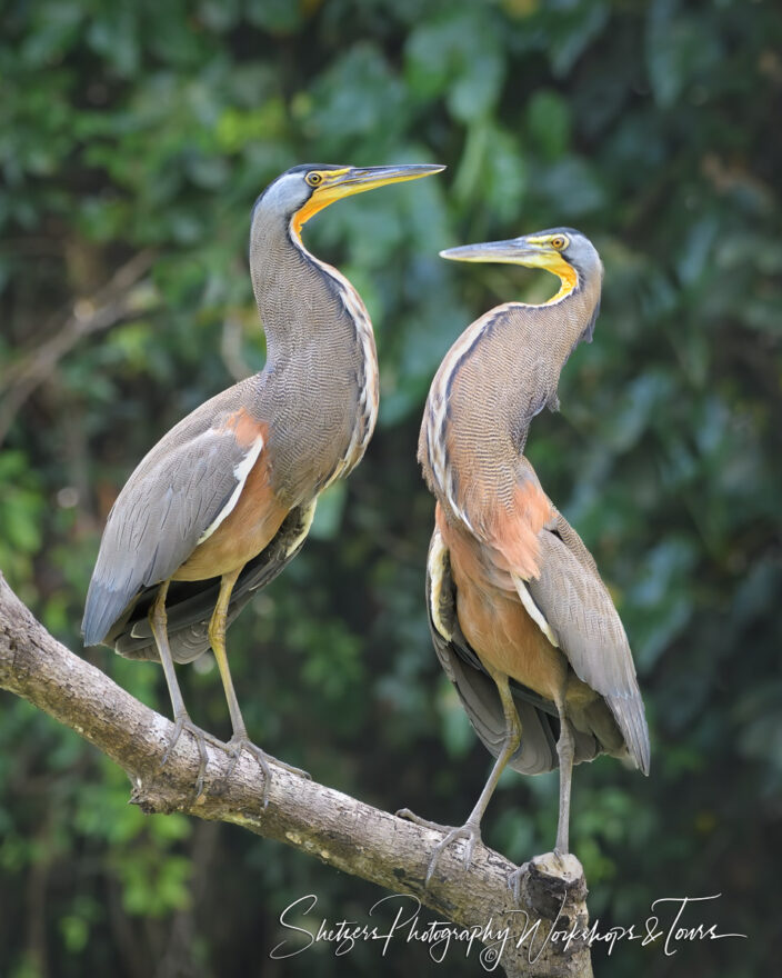 B Two Bare Throated Tiger Herons in Tortuguero National Park