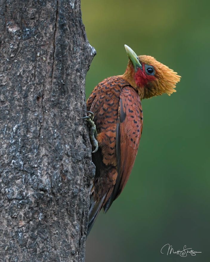 Chestnut Colored Wookpecker Photograph