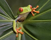 Small Unidentified Frog on a Straw, Drake Bay, Costa Rica Stock Photo -  Alamy