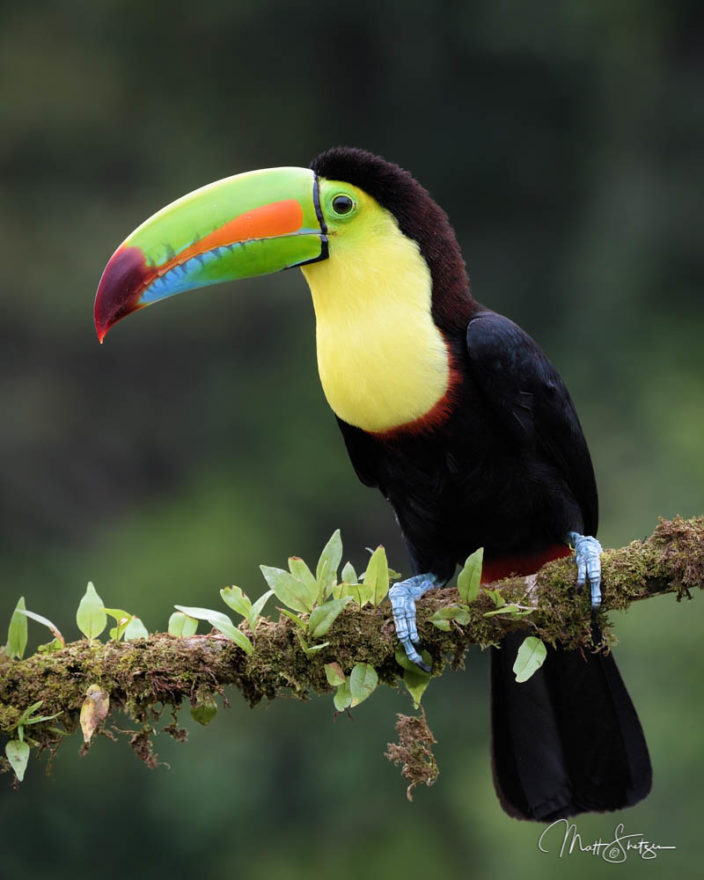 G Perching Keel Billed Toucan Picture