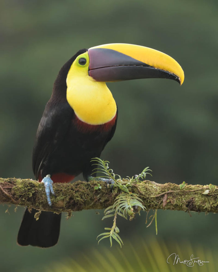 Black Mandibled Toucan In Costa Rica