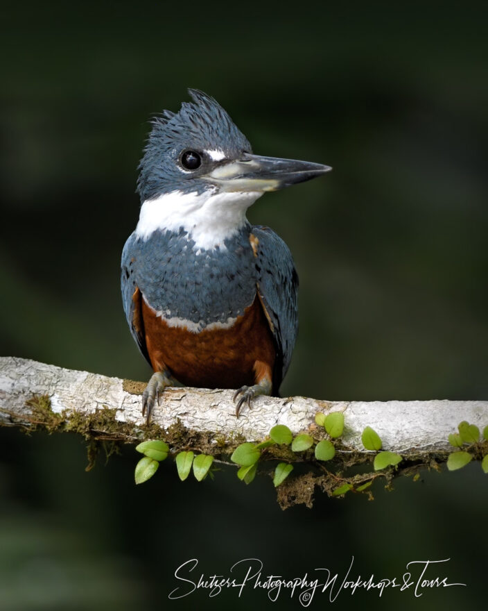 N Ringed Kingfisher in Tortuguero National Park