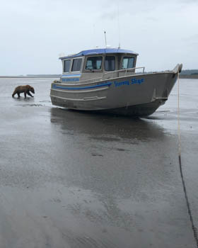 Bear Photography Workshop