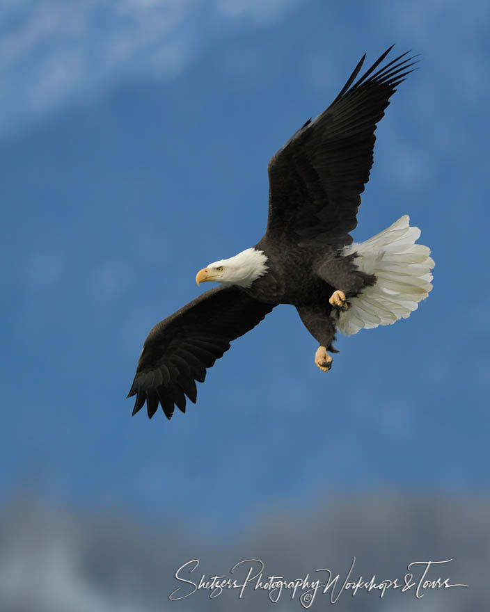 A Bald Eagle Soars across the sky in Haines Alaska